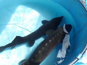 サメ肌 何肌 森の中の水族館 スタッフブログ