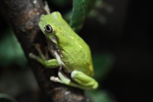 家雨蛙 イエアメガエル 森の中の水族館 スタッフブログ