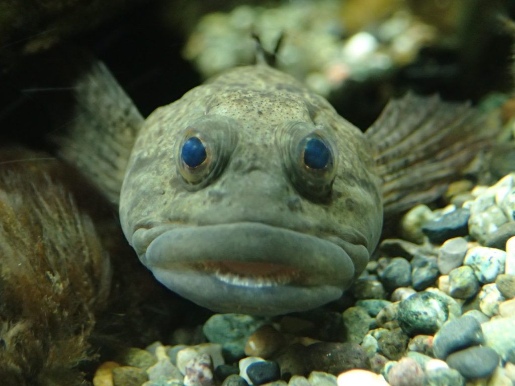魚の「顔」 Part 1 – 森の中の水族館。スタッフブログ