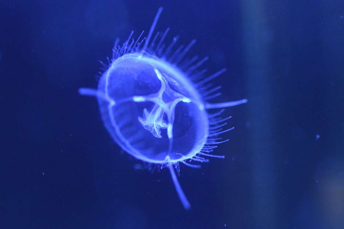 2020年7月27日 – 森の中の水族館。スタッフブログ