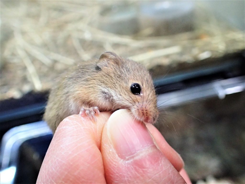 小さなカヤネズミ④ – 森の中の水族館。スタッフブログ