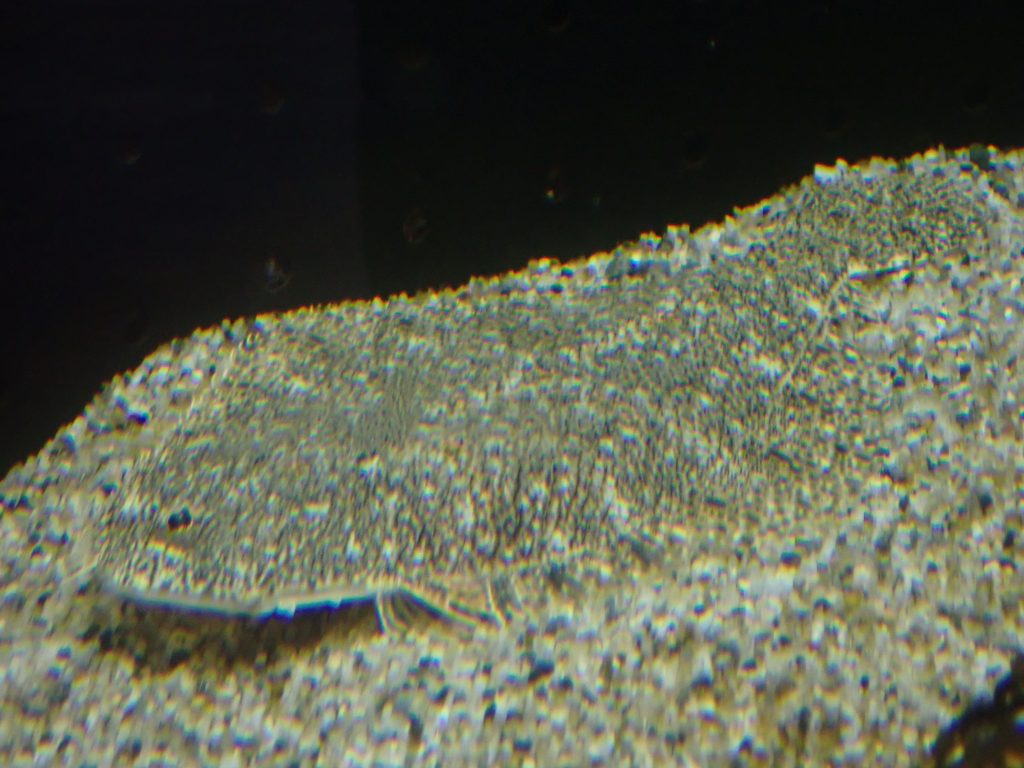 縦扁形に見えて側扁形!? – 森の中の水族館。スタッフブログ